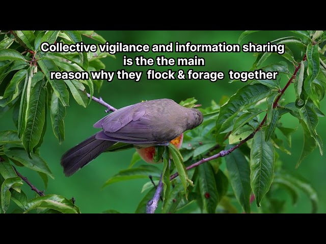 Why do White-throated Laughingthrushes flock and forage together?