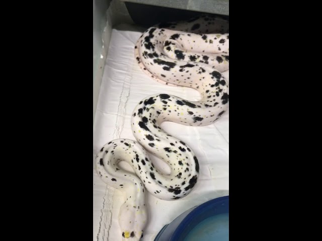 Cow retic changes..