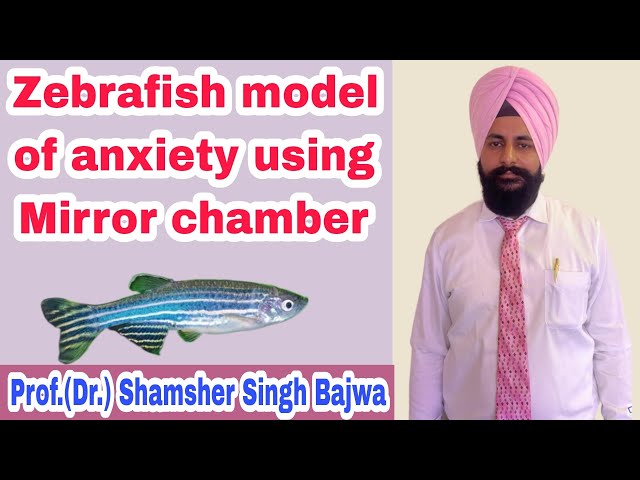 Zebrafish Model of Anxiety (Mirror Chamber Apparatus)