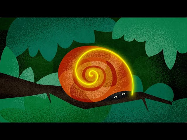 Fibonacci Spiral: Mathematics in Nature | Eleven Girls and Boys
