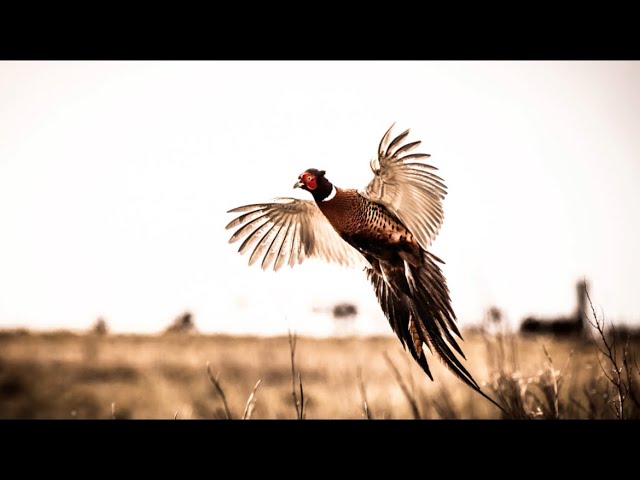 Pheasant Hunting Tips