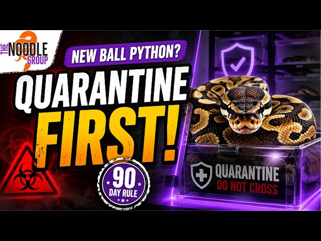 Ball Python Quarantine: The Step Most Keepers Regret Skipping