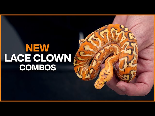 NEON ORANGE Ball Pythons?! New Lace Clowns!