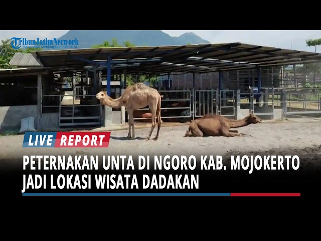 The Camel Farm in Ngoro, Mojokerto Regency, Goes Viral, and Becomes a Pop-Up Tourist Destination