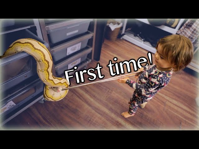 Feeding her first snake