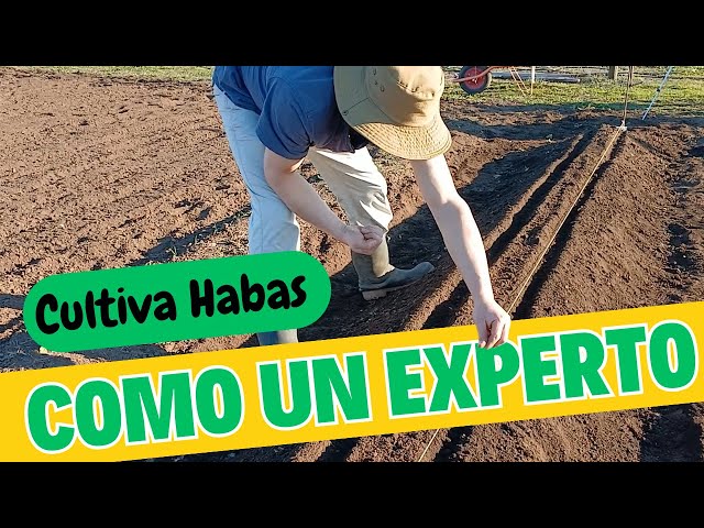 ¡Cultiva Habas como un Experto! Guía Paso a Paso