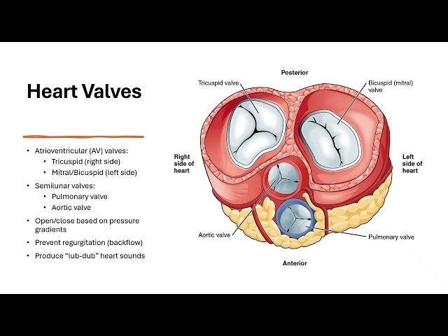The Human Heart Explained: Structure, Blood Flow & Function
