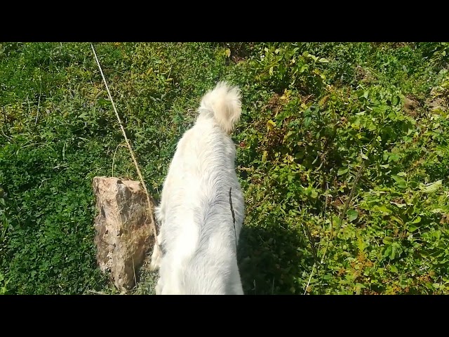 Grass Cutting Season in Misgar Garden | Click Mintaka