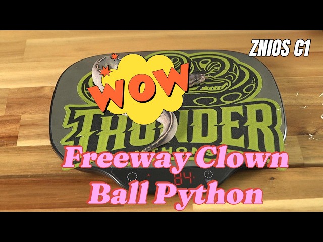 Freeway Clown Ball Python - Check this out!