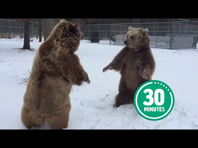 30 Minutes of HILARIOUS & HUGGABLE Bears 😍 😂