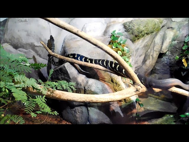 Boelen's Python Toronto Zoo 21 Jun 18