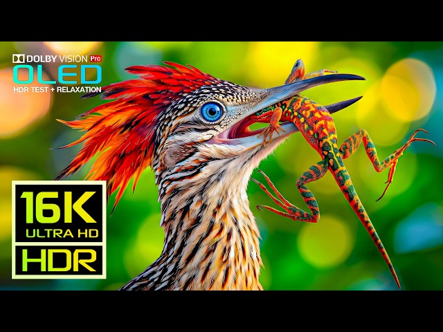 Beyond Imagination | Real Dolby Vision HDR TEST | 16K ULTRA HD Nature Video (8K/4K Video TV)