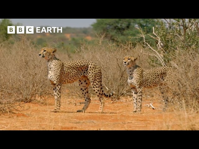Top 10 Cheetah Moments | BBC Earth