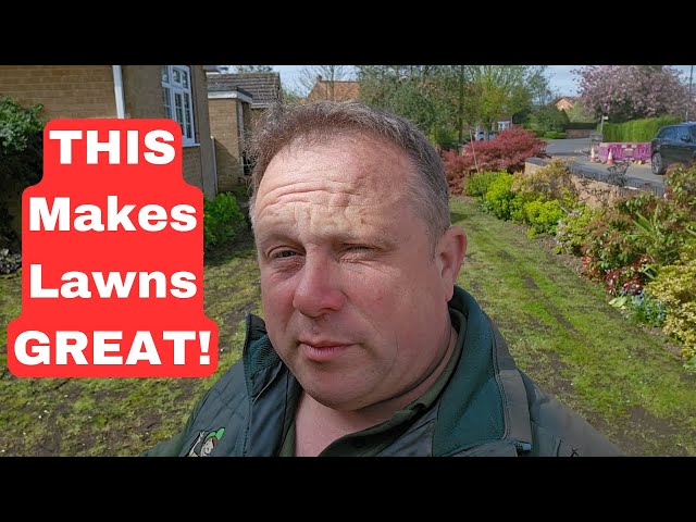 Revive Your Damaged Lawn in 11 Simple Steps - Beginner's Guide