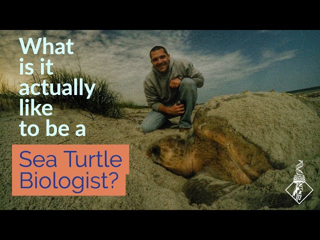 What is it ACTUALLY like to be a sea turtle biologist? | SciAll.org