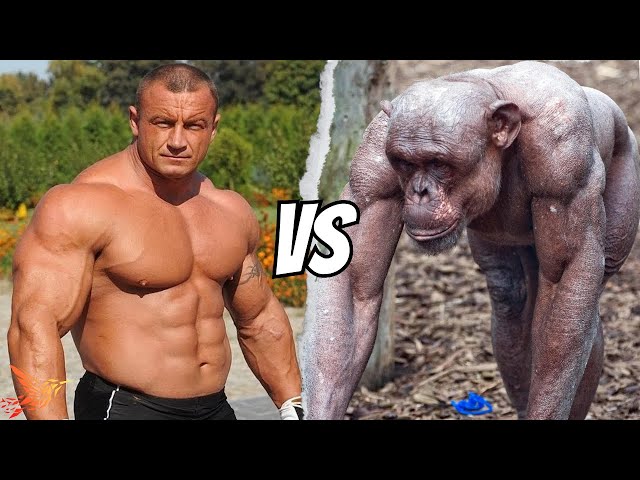 Chimpanzee vs Human Strength | Comparing Bench Press, Squat, & Deadlift