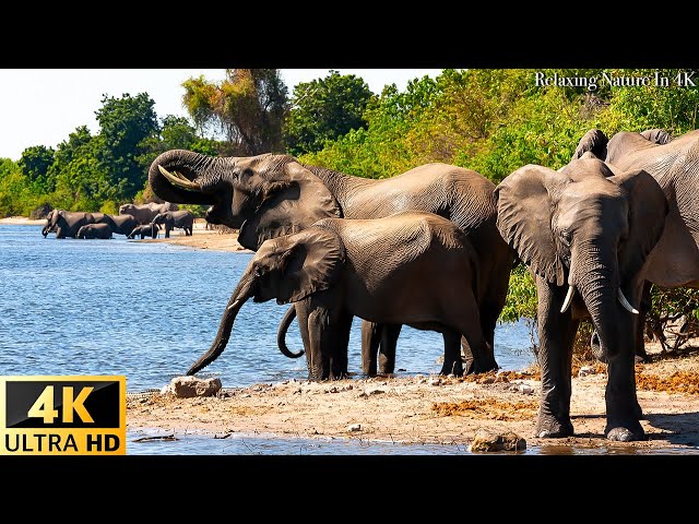 4K African Wildlife: ELEPHANTS - Relaxing Music With Video About African Wildlife(Video 4K ULTRA HD)