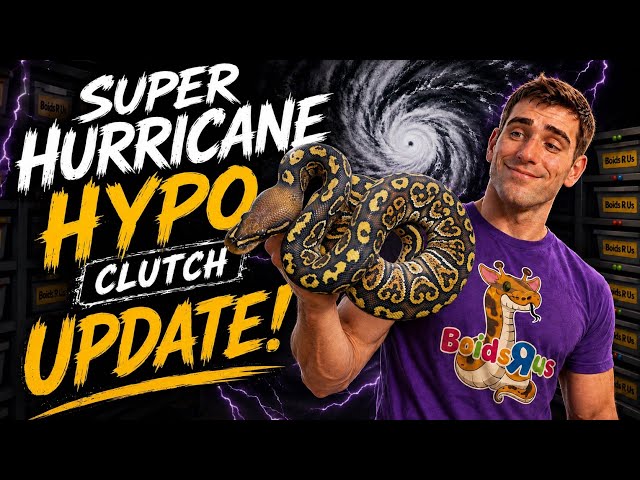 2026 Clutch #7 - Super Hurricane Hypo - “Clutch Update”- Breeding Ball Pythons #ballpython #reptiles