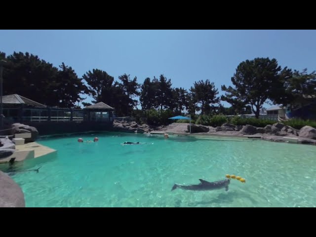 VR180 - SeaWorld San Diego Zoo Days: BBQ & Brews - Dolphin Cove - Saturday 19th 2020 (1/2)