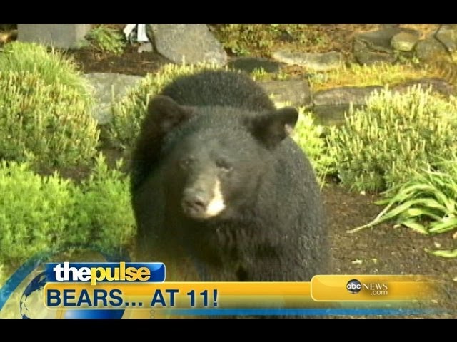 Bears Invade WNEP-TV in Pennsylvania