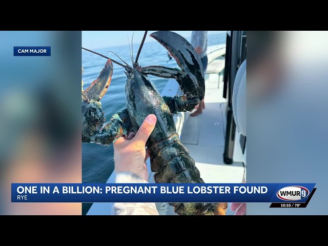 NH family experiences one-in-a-billion find on fishing trip