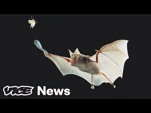 Scientists Are Tracking Coronavirus — From Bats to New Yorkers