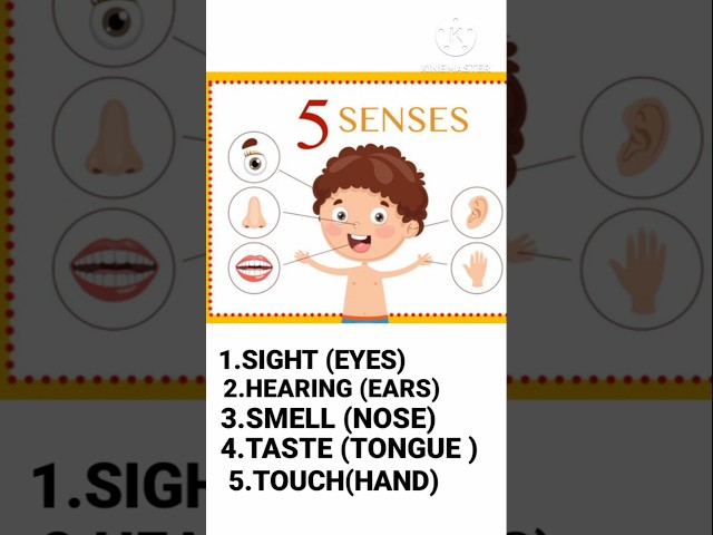 🎨 The Amazing 5 Senses | Interactive Learning for Kids #kidseducation