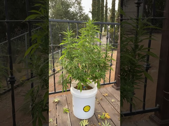 Cannabis growing in buckets #gardening #cannabis #growyourown #firstyeargarden