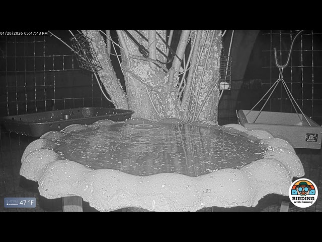 *LIVE* Backyard Birdbath Cam - California