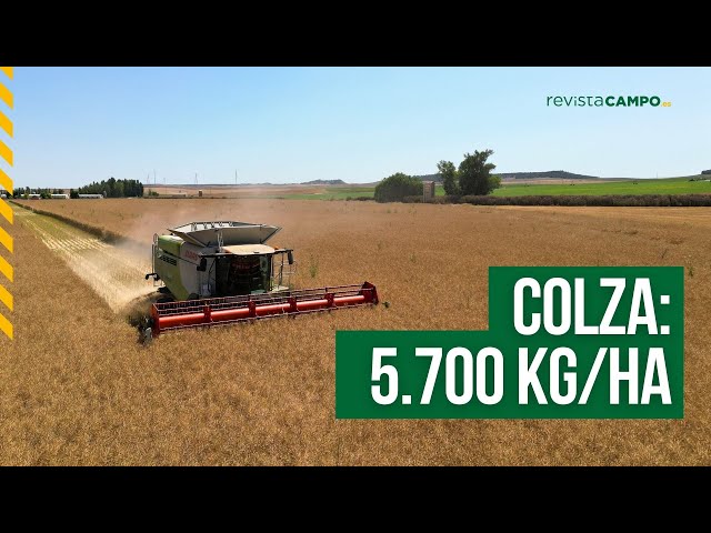 10 claves de la Campaña de Colza 2024