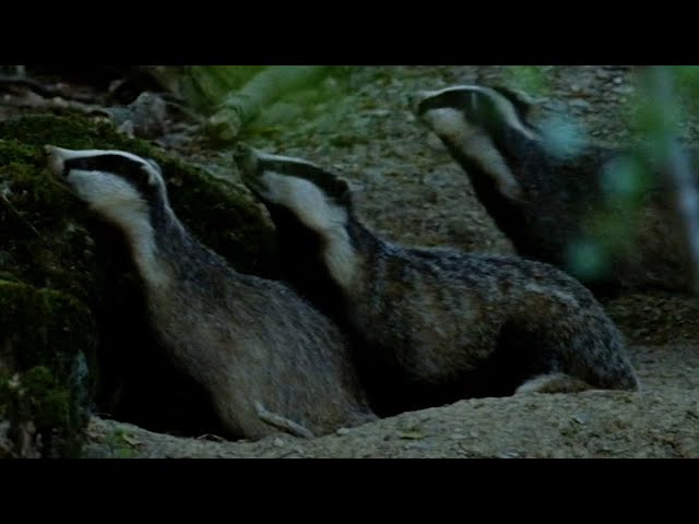 Cute Badgers Shelter from Fireworks I Natural World: Badgers - Secrets Of The Sett | BBC Earth
