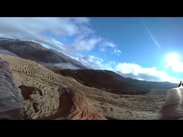 eagle_360