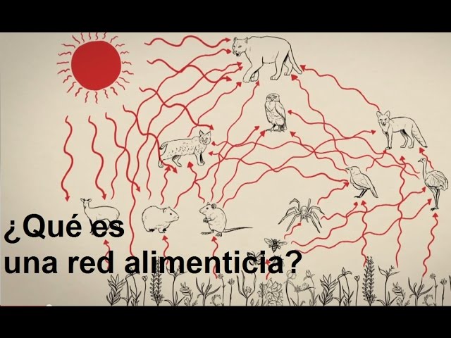 ¿Qué es una red alimenticia?