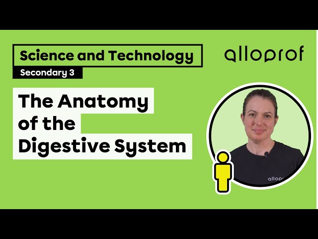 The Anatomy of the Digestive System | Science and Technology | Alloprof