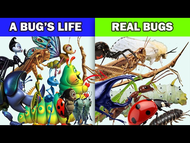 A Bug's Life Characters vs Real World Insects Compared