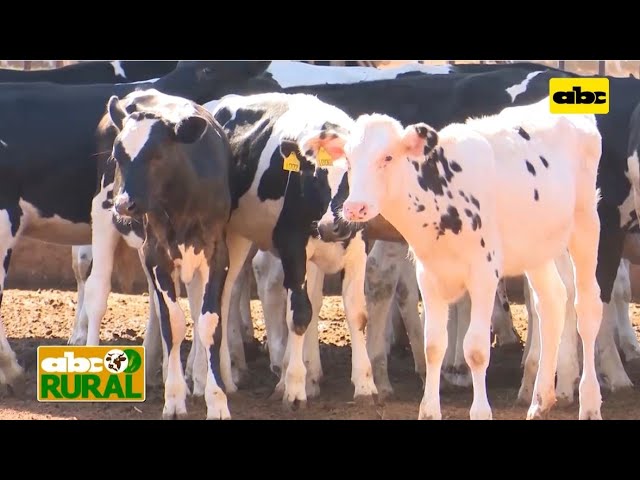 ABC Rural: Manejo de terneras lecheras para reposición