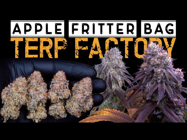 CAN I GROW ENOUGH TO SUPPLY MYSELF | 2026 MULTI-TENT HARVEST