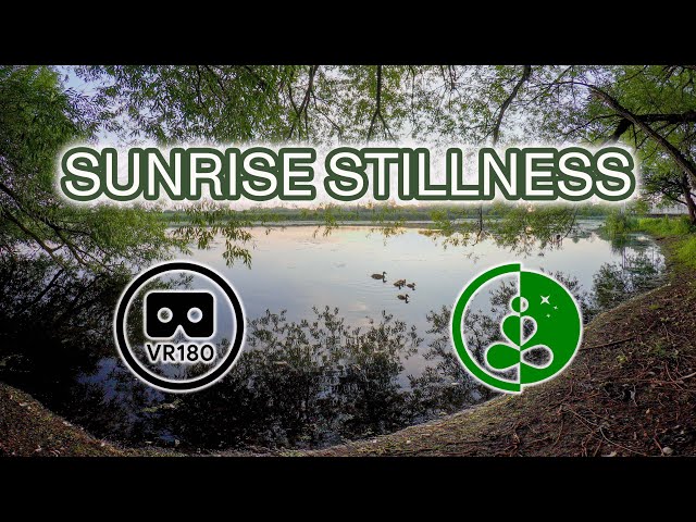 🌅 SUNRISE STILLNESS | VR180 Nature Relaxation at a Marsh | Ducks, Water Reflections, Peaceful