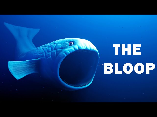 THE BLOOP