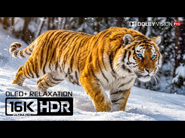 Best OLED HDR Quality | Dolby Vision 120fps | 16K Nature Animals (8K/4K Video TV)
