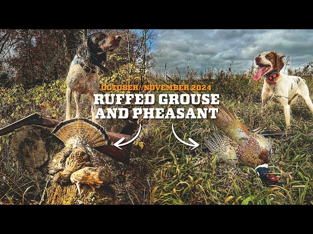 October/November Ruffed Grouse & Pheasant Hunting 2024!