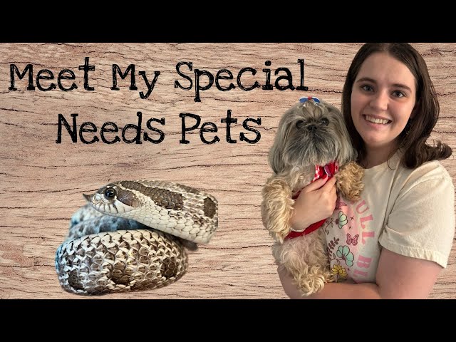 Meet My Special Needs Pets