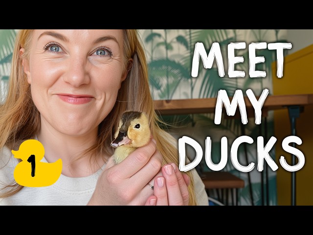 How do ducklings hatch from eggs?! | Maddie's Duck Diaries - Part 1/3