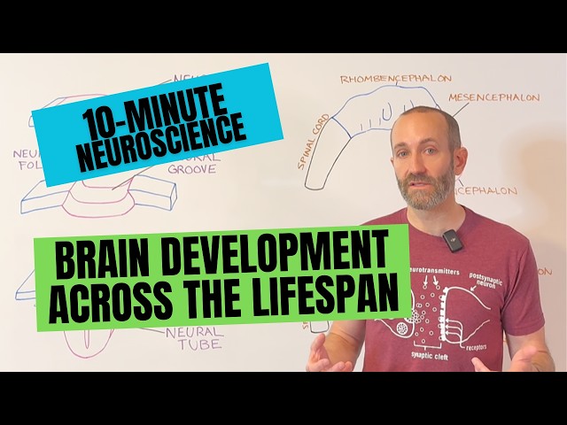 10-Minute Neuroscience: Brain Development Across the Lifespan