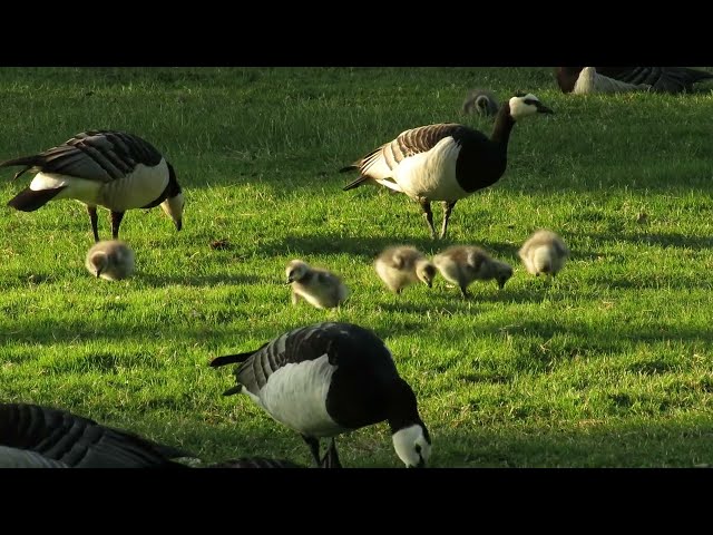 Barnacle Goose families foraging in the park