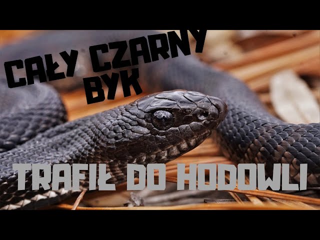 ‼️😱NEW SPECIES OF BULL SNAKE IN BREEDING 💀‼️