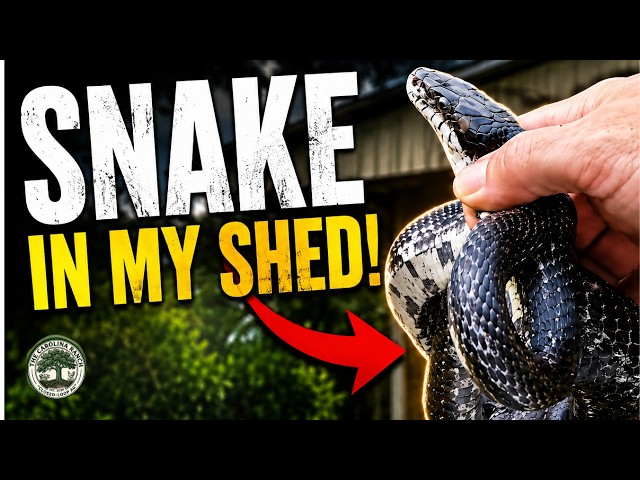 The Biggest Surprise on My 18 Acre Ranch... 🐍🤯