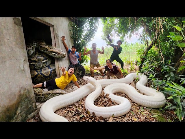 Expert Resuce Young Girl from Giant Pythons in Abandoned House.