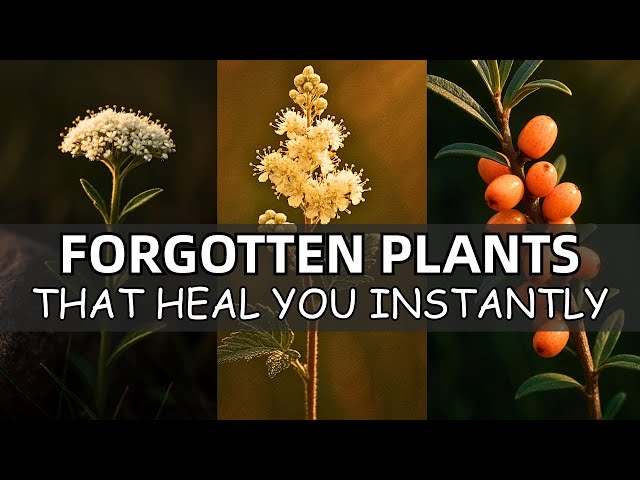 20 Forgotten Medicinal Plants That Will Heal You Instantly
