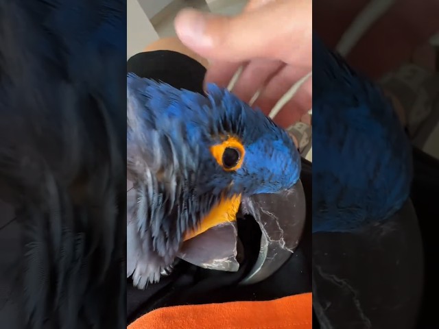 The owner is petting a very expensive parrot. #parrot #birds #cute #parrots #pets #shorts
